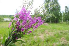 Продажа земельного участка рядом с Вологдой