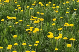 Огород СНТ Буровик